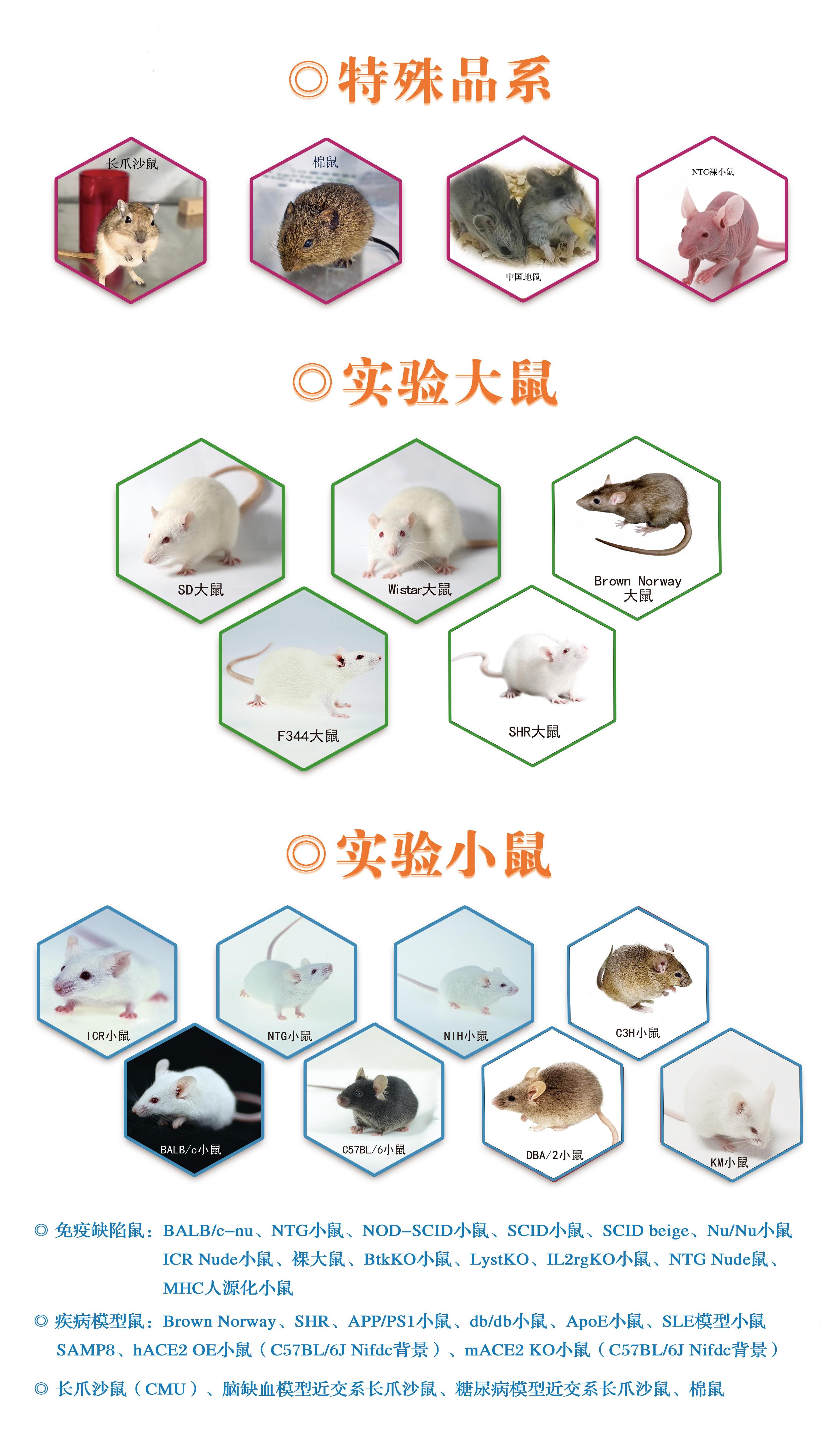 全品系(1)(1).jpg
